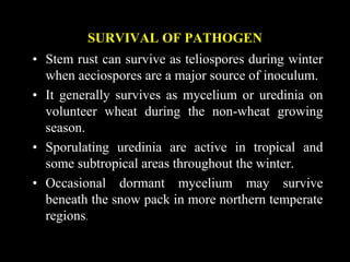SURVIVAL OF PATHOGEN
• Stem rust can survive as teliospores during winter
when aeciospores are a major source of inoculum.
• It generally survives as mycelium or uredinia on
volunteer wheat during the non-wheat growing
season.
• Sporulating uredinia are active in tropical and
some subtropical areas throughout the winter.
• Occasional dormant mycelium may survive
beneath the snow pack in more northern temperate
regions.
 