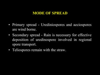 MODE OF SPREAD
• Primary spread - Urediniospores and aeciospores
are wind borne.
• Secondary spread - Rain is necessary for effective
deposition of uredinospore involved in regional
spore transport.
• Teliospores remain with the straw.
 