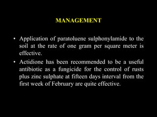 MANAGEMENT
• Application of paratoluene sulphonylamide to the
soil at the rate of one gram per square meter is
effective.
• Actidione has been recommended to be a useful
antibiotic as a fungicide for the control of rusts
plus zinc sulphate at fifteen days interval from the
first week of February are quite effective.
 