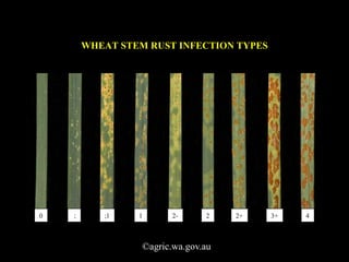 WHEAT STEM RUST INFECTION TYPES
©agric.wa.gov.au
 