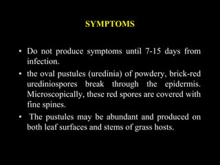 SYMPTOMS
• Do not produce symptoms until 7-15 days from
infection.
• the oval pustules (uredinia) of powdery, brick-red
urediniospores break through the epidermis.
Microscopically, these red spores are covered with
fine spines.
• The pustules may be abundant and produced on
both leaf surfaces and stems of grass hosts.
 
