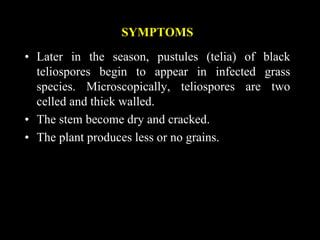 SYMPTOMS
• Later in the season, pustules (telia) of black
teliospores begin to appear in infected grass
species. Microscopically, teliospores are two
celled and thick walled.
• The stem become dry and cracked.
• The plant produces less or no grains.
 