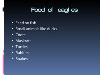 Food of eagles Feed on fish Small animals like ducks Coots Muskrats Turtles Rabbits Snakes 