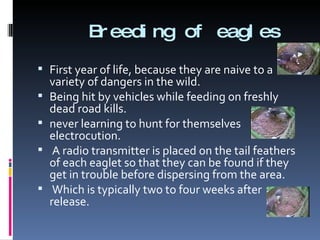 Breeding of eagles First year of life, because they are naive to a variety of dangers in the wild. Being hit by vehicles while feeding on freshly dead road kills. never learning to hunt for themselves electrocution. A radio transmitter is placed on the tail feathers of each eaglet so that they can be found if they get in trouble before dispersing from the area. Which is typically two to four weeks after release. 