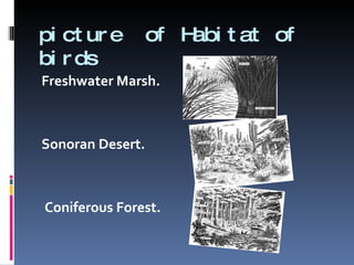 picture  of Habitat of birds Freshwater Marsh. Sonoran Desert. Coniferous Forest. 