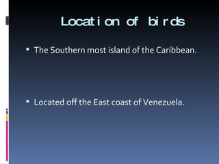 Location of birds The Southern most island of the Caribbean. Located off the East coast of Venezuela. 