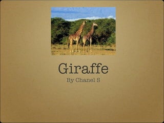Giraffe
 By Chanel S
 