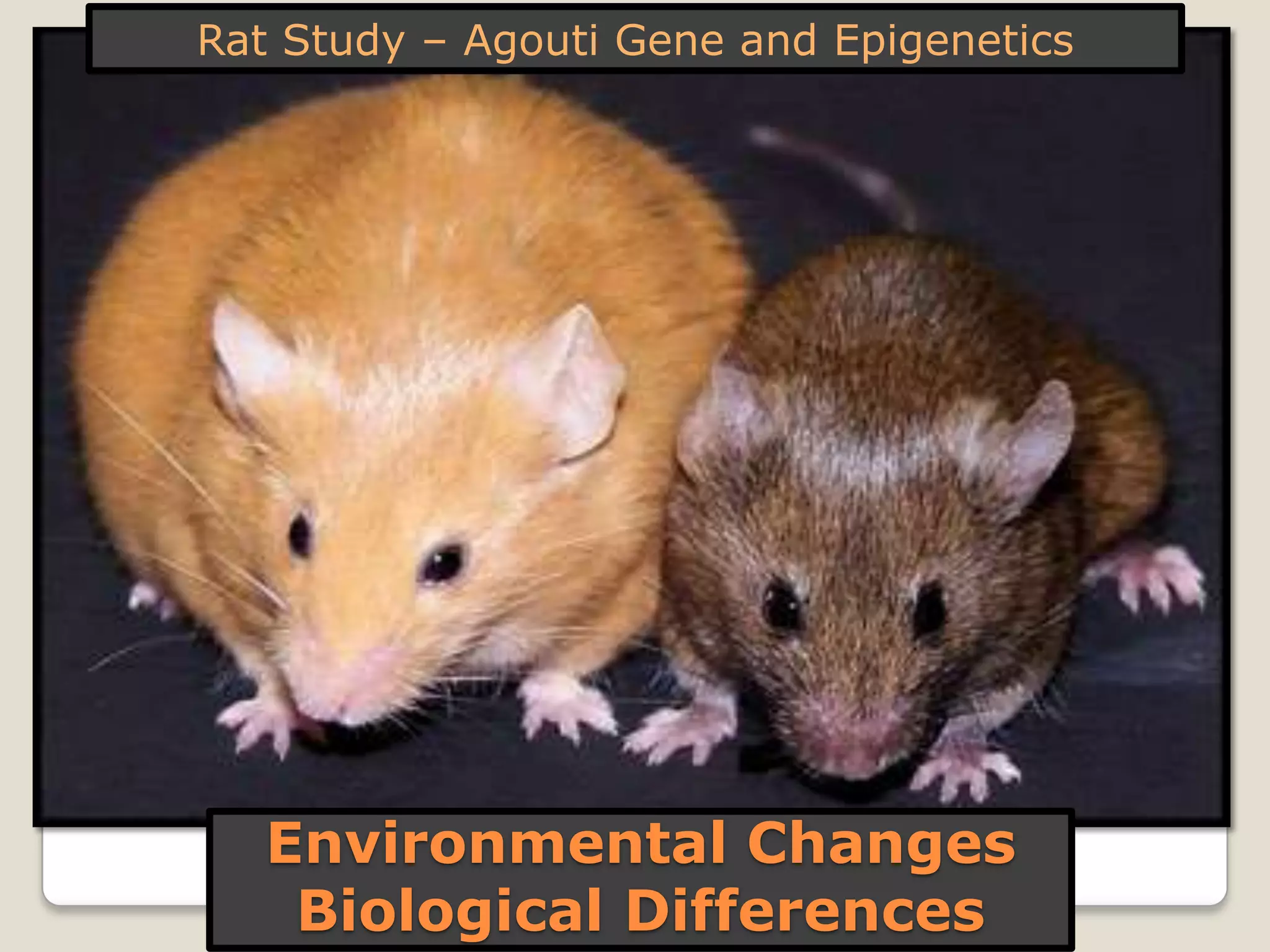 Environmental Changes
Biological Differences
Rat Study – Agouti Gene and Epigenetics
 