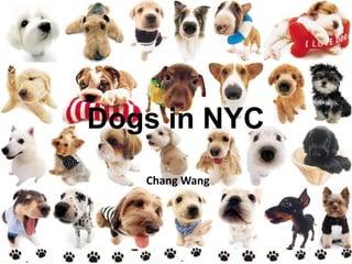 Dogs in NYC
Chang Wang
 