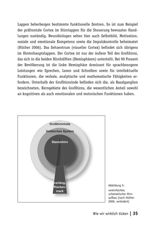 Lappen beherbergen bestimmte funktionelle Zentren. So ist zum Beispiel
der präfrontale Cortex im Stirnlappen für die Steuerung bewusster Hand-
lungen zuständig. Neurobiologen sehen hier auch Selbstbild, Motivation,
soziale und emotionale Kompetenz sowie die Impulskontrolle beheimatet
(Hüther 2006). Das Sehzentrum (visueller Cortex) befindet sich übrigens
im Hinterhauptslappen. Der Cortex ist nur der äußere Teil des Großhirns,
das sich in die beiden Hirnhälften (Hemisphären) unterteilt. Bei 90 Prozent
der Bevölkerung ist die linke Hemisphäre dominant für sprachbezogene
Leistungen wie Sprechen, Lesen und Schreiben sowie für intellektuelle
Funktionen, die verbale, analytische und mathematische Fähigkeiten er-
fordern. Unterhalb der Großhirnrinde befinden sich die, als Basalganglien
bezeichneten, Kerngebiete des Großhirns, die wesentlichen Anteil sowohl
an kognitiven als auch emotionalen und motorischen Funktionen haben.




                                                         Abbildung 5:
                                                         vereinfachter,
                                                         schematischer Hirn-
                                                         aufbau (nach Hüther
                                                         2006, verändert)



                                               Wie wir wirklich ticken   | 35
 