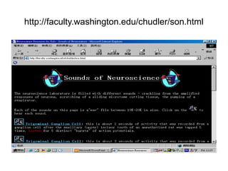 http://faculty.washington.edu/chudler/son.html
 