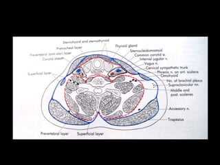 Head and Neck Infections