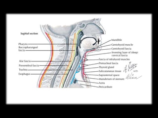 Head and Neck Infections