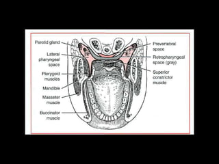 Head and Neck Infections