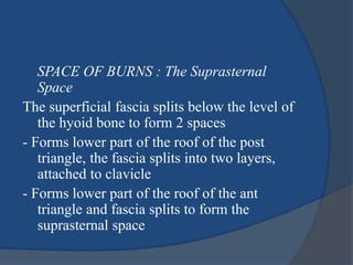 SPACE OF BURNS : The Suprasternal
Space
The superficial fascia splits below the level of
the hyoid bone to form 2 spaces
- Forms lower part of the roof of the post
triangle, the fascia splits into two layers,
attached to clavicle
- Forms lower part of the roof of the ant
triangle and fascia splits to form the
suprasternal space
 