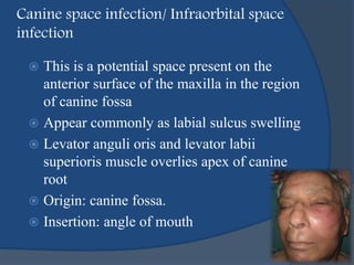 Canine space infection/ Infraorbital space
infection
 This is a potential space present on the
anterior surface of the maxilla in the region
of canine fossa
 Appear commonly as labial sulcus swelling
 Levator anguli oris and levator labii
superioris muscle overlies apex of canine
root
 Origin: canine fossa.
 Insertion: angle of mouth
 