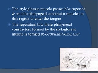  The styloglossus muscle passes b/w superior
& middle pharyngeal constrictor muscles in
this region to enter the tongue
 The seperation b/w these pharyngeal
constrictors formed by the styloglossus
muscle is termed BUCCOPHARYNGEAL GAP
 