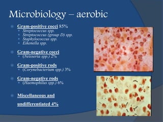 Microbiology – aerobic
 Gram-positive cocci 85%
 Streptococcus spp.
 Streptococcus (group D) spp.
 Staphylococcus spp.
 Eikenella spp.
 Gram-negative cocci
 (Neisseria spp.) 2%
 Gram-positive rods
 (Corynebacterium spp.) 3%
 Gram-negative rods
 (Haemophilus spp.) 6%
 Miscellaneous and
undifferentiated 4%
 