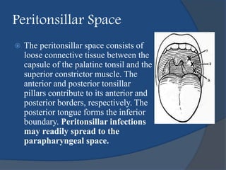 Peritonsillar Space
 The peritonsillar space consists of
loose connective tissue between the
capsule of the palatine tonsil and the
superior constrictor muscle. The
anterior and posterior tonsillar
pillars contribute to its anterior and
posterior borders, respectively. The
posterior tongue forms the inferior
boundary. Peritonsillar infections
may readily spread to the
parapharyngeal space.
 
