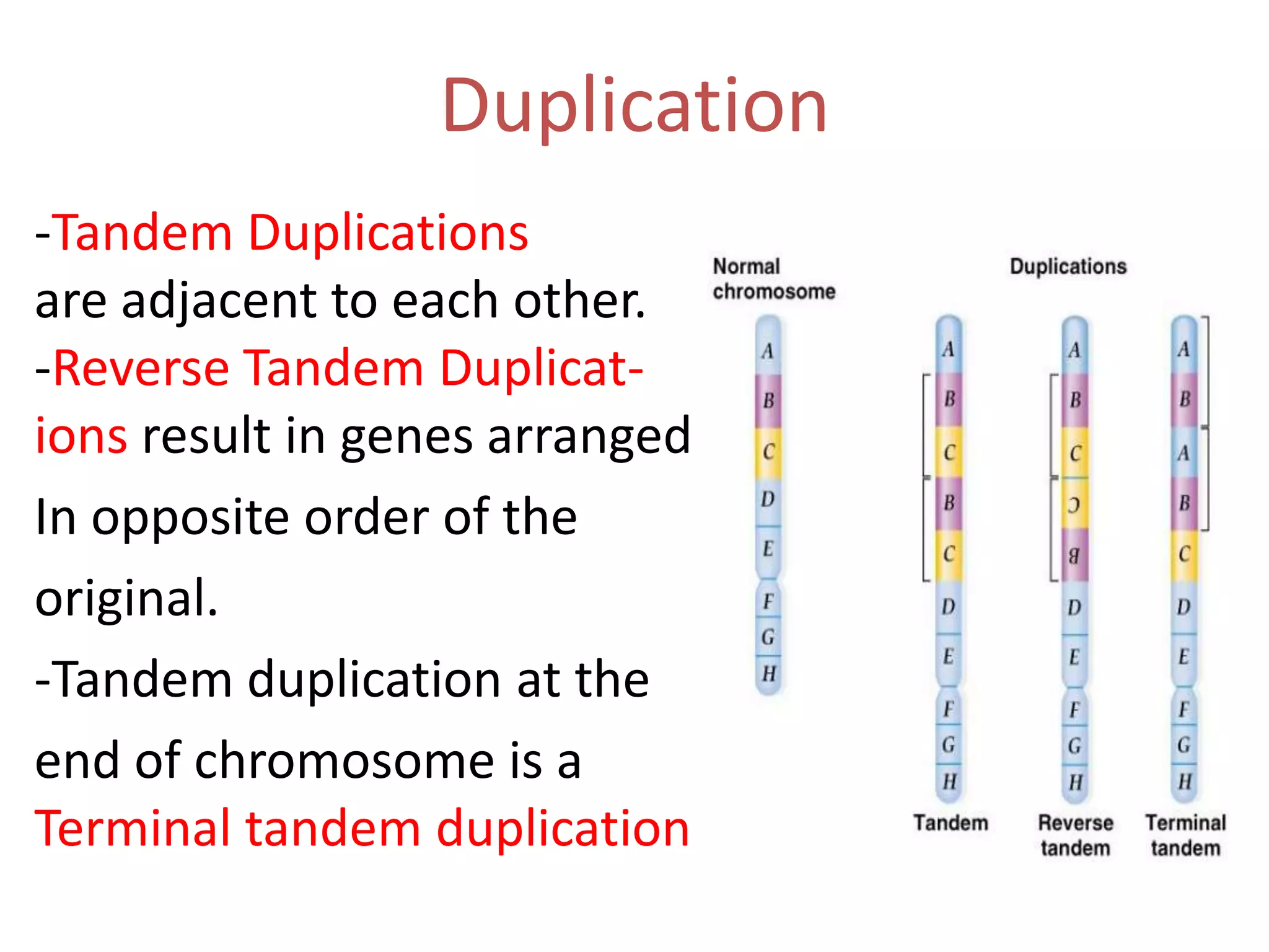 Duplication
-Tandem Duplications
are adjacent to each other.
-Reverse Tandem Duplications result in genes arranged
In opposite order of the
original.
-Tandem duplication at the
end of chromosome is a
Terminal tandem duplication .

 