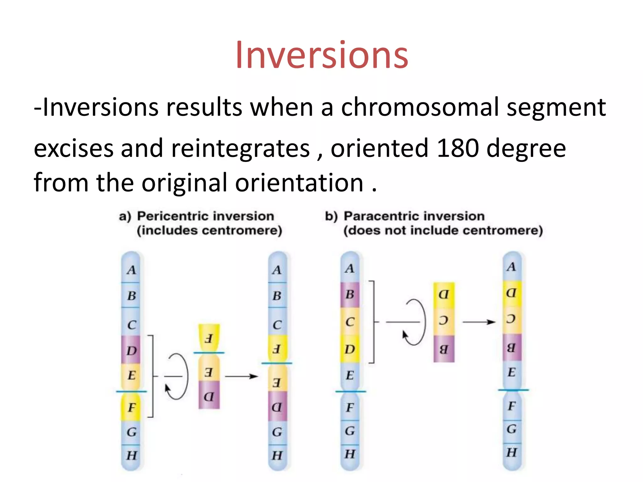 Inversions
-Inversions results when a chromosomal segment
excises and reintegrates , oriented 180 degree
from the original orientation .

 