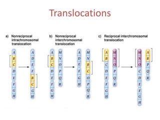 Translocations

 