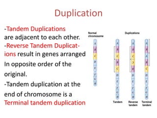 Duplication
-Tandem Duplications
are adjacent to each other.
-Reverse Tandem Duplications result in genes arranged
In opposite order of the
original.
-Tandem duplication at the
end of chromosome is a
Terminal tandem duplication .

 
