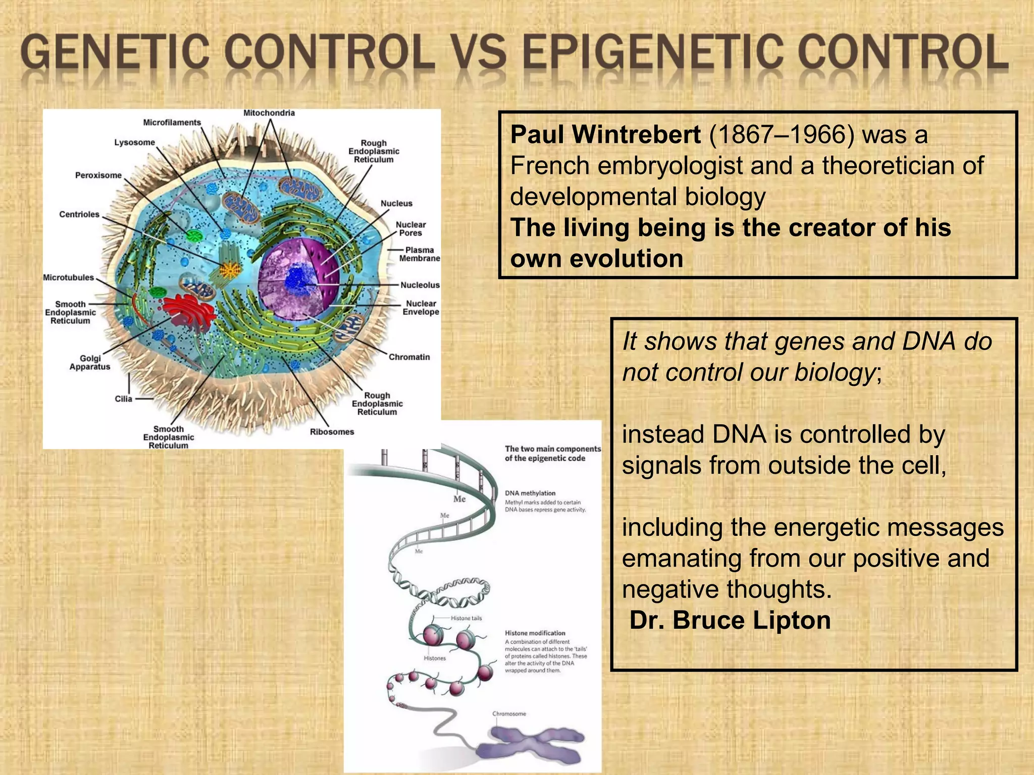 Paul Wintrebert (1867–1966) was a
French embryologist and a theoretician of
developmental biology
The living being is the creator of his
own evolution
It shows that genes and DNA do
not control our biology;
instead DNA is controlled by
signals from outside the cell,
including the energetic messages
emanating from our positive and
negative thoughts.
Dr. Bruce Lipton
 