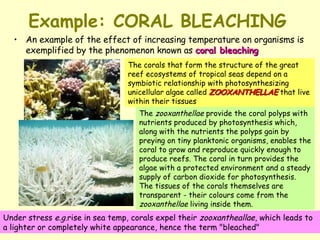 Example: CORAL BLEACHING An example of the effect of increasing temperature on organisms is exemplified by the phenomenon known as  coral bleaching The  zooxanthellae  provide the coral polyps with nutrients produced by photosynthesis which, along with the nutrients the polyps gain by preying on tiny planktonic organisms, enables the coral to grow and reproduce quickly enough to produce reefs. The coral in turn provides the algae with a protected environment and a steady supply of carbon dioxide for photosynthesis. The tissues of the corals themselves are transparent - their colours come from the  zooxanthellae  living inside them. Under stress  e.g. rise in sea temp, corals expel their  zooxantheallae , which leads to a lighter or completely white appearance, hence the term "bleached" The corals that form the structure of the great reef ecosystems of tropical seas depend on a symbiotic relationship with photosynthesizing unicellular algae called  ZOOXANTHELLAE  that live within their tissues 