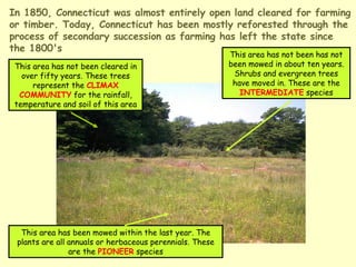 In 1850, Connecticut was almost entirely open land cleared for farming or timber. Today, Connecticut has been mostly reforested through the process of secondary succession as farming has left the state since the 1800's This area has not been cleared in over fifty years. These trees represent the  CLIMAX COMMUNITY  for the rainfall, temperature and soil of this area This area has not been has not been mowed in about ten years. Shrubs and evergreen trees have moved in. These are the  INTERMEDIATE  species This area has been mowed within the last year. The plants are all annuals or herbaceous perennials. These are the  PIONEER  species 