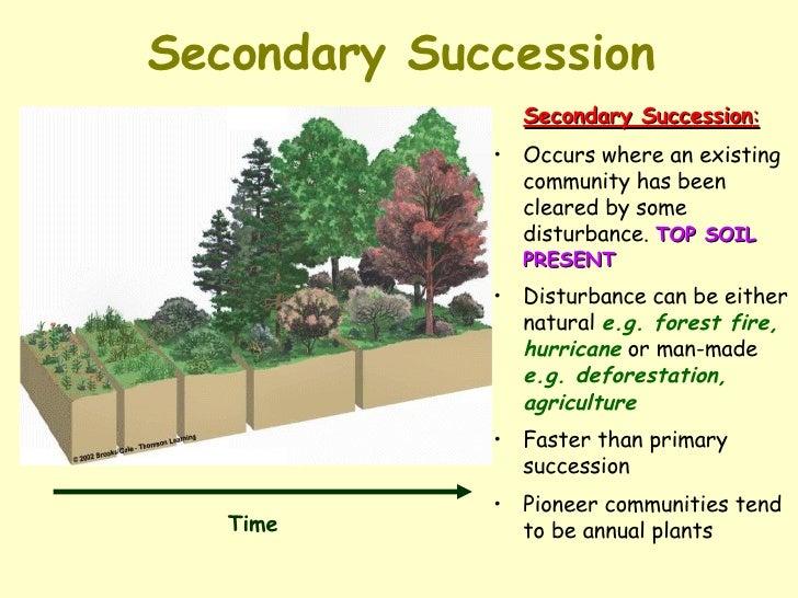 primary and secondary succession