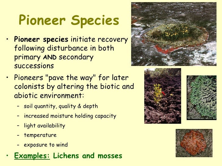 which of the following is a pioneer species quizlet