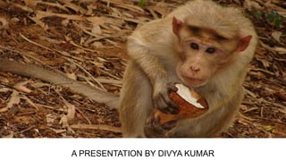 A PRESENTATION BY DIVYA KUMAR
 