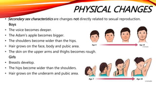 physiological changes during puberty
