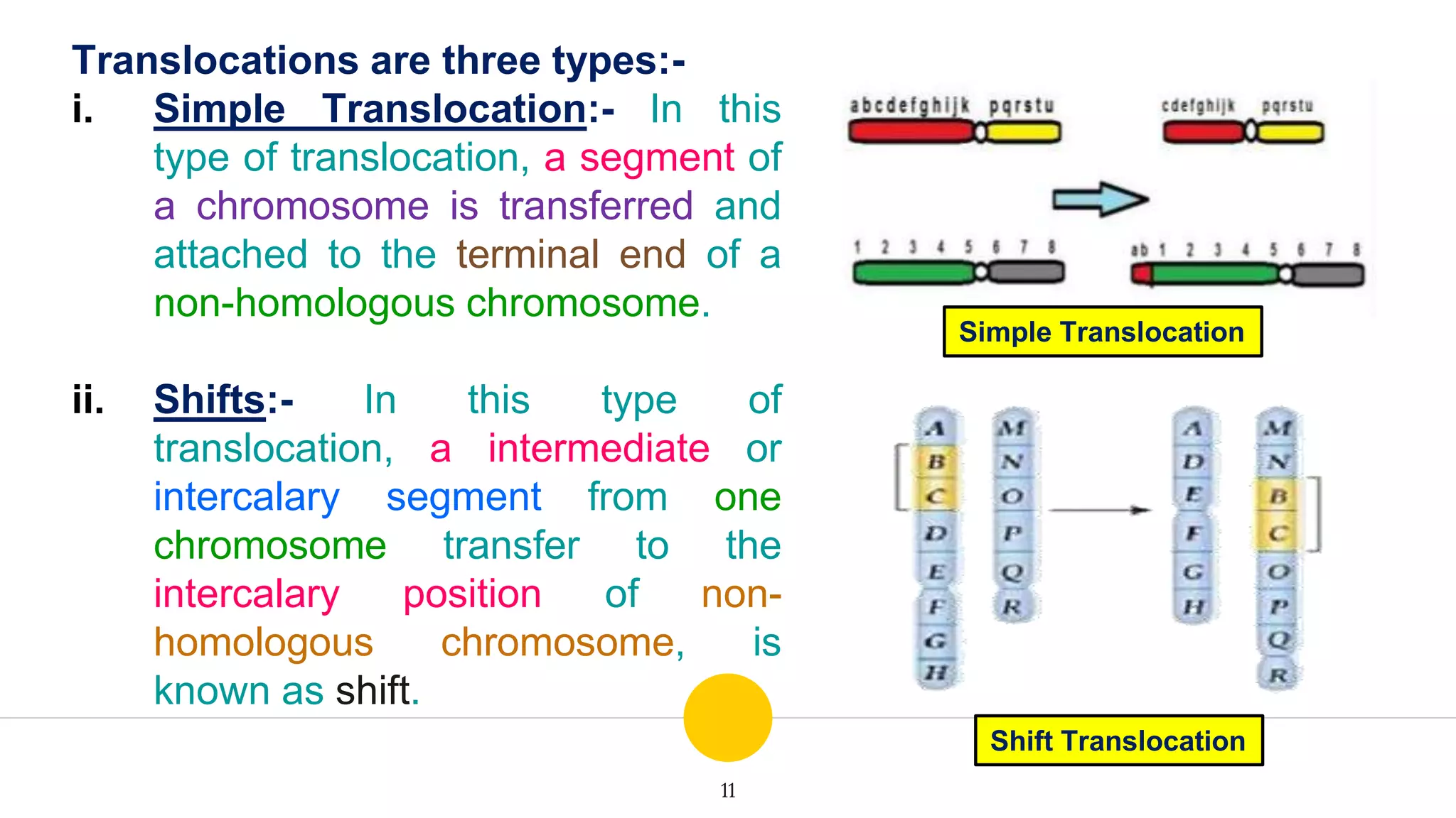 11
Translocations are three types:-
i. Simple Translocation:- In this
type of translocation, a segment of
a chromosome is transferred and
attached to the terminal end of a
non-homologous chromosome.
ii. Shifts:- In this type of
translocation, a intermediate or
intercalary segment from one
chromosome transfer to the
intercalary position of non-
homologous chromosome, is
known as shift.
Shift Translocation
Simple Translocation
 