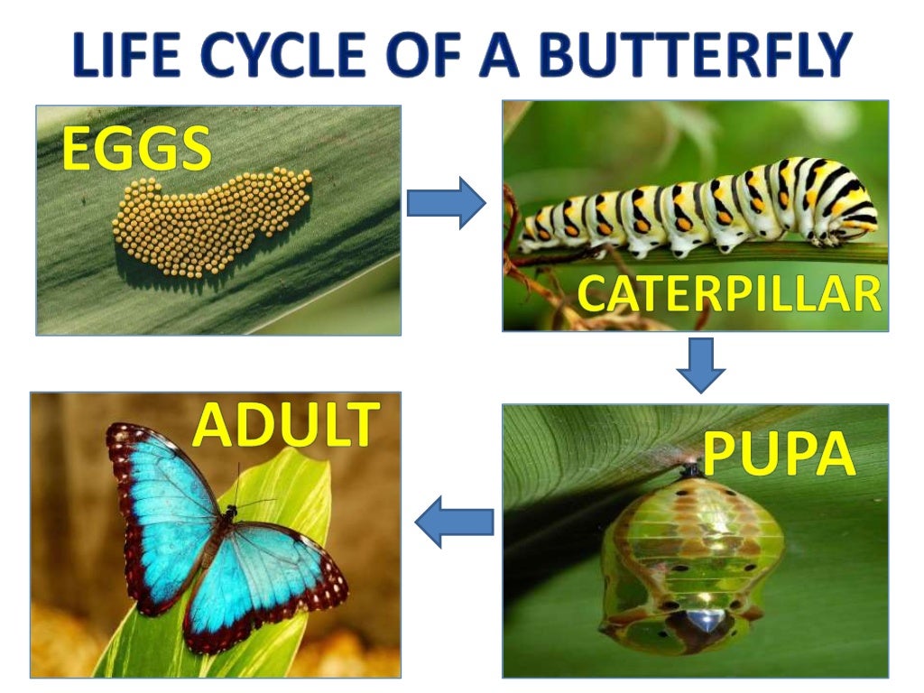 Changes in growing animals