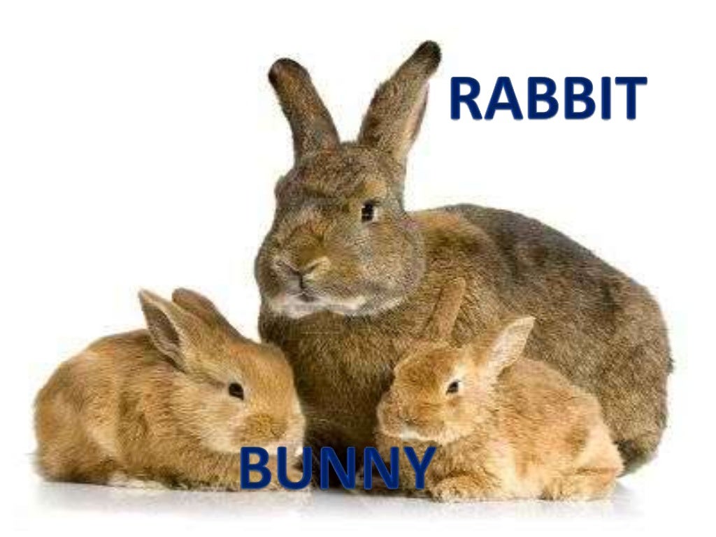 Changes in growing animals