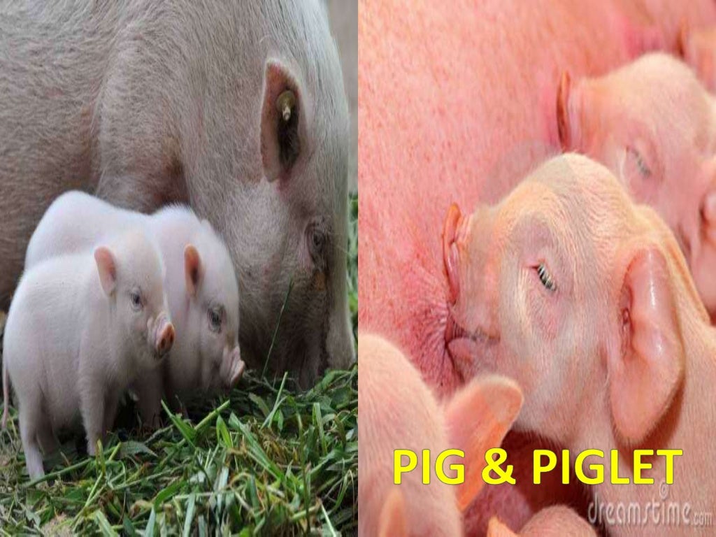 growing up animal growing up animal