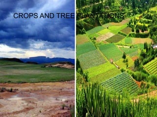 CROPS AND TREE PLANTATIONS
 