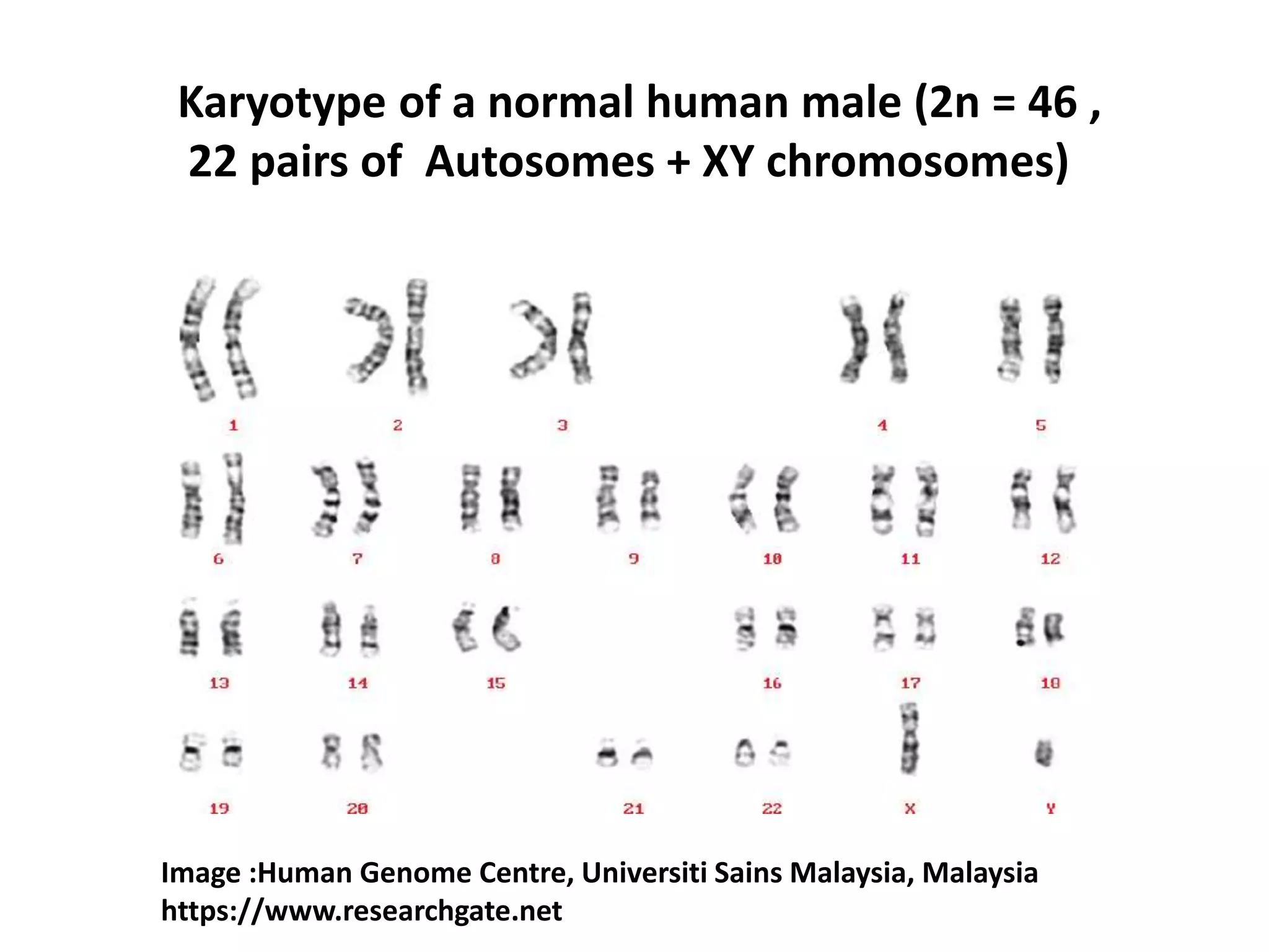 Changes In Number And Structure Of Chromosomes SMG | PPTX