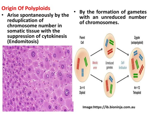 Changes In Number And Structure Of Chromosomes SMG | PPTX | Biological ...