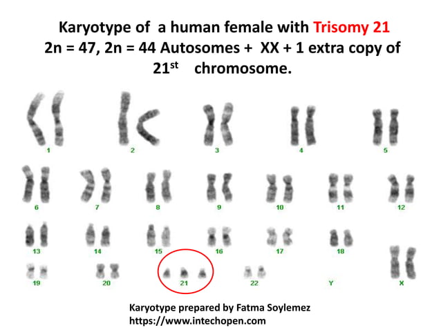 Changes In Number And Structure Of Chromosomes SMG | PPTX | Biological ...