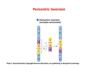 Changes In Number And Structure Of Chromosomes SMG | PPTX