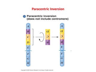Paracentric Inversion Practice Questions Changes In Number And Structure Of Chromosomes SMG | PPTX