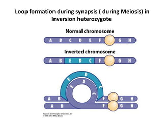 Changes In Number And Structure Of Chromosomes SMG | PPTX