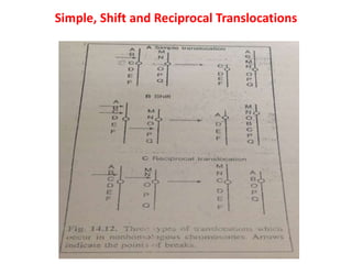 Changes In Number And Structure Of Chromosomes SMG | PPTX