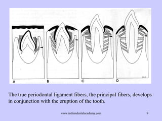Changes in periodontal ligament during orthodontic tooth movement /ce…