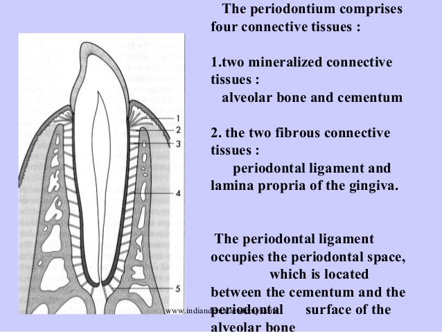 Changes in periodontal ligament
