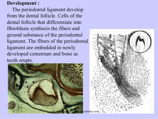 Changes in periodontal ligament
