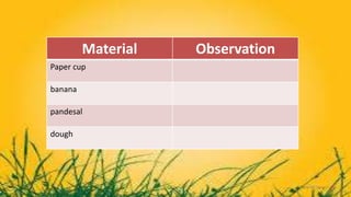 Material Observation
Paper cup
banana
pandesal
dough
 